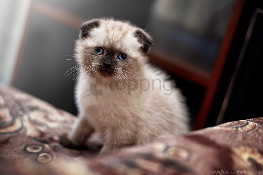 cute kitten lop-eared scot wallpaper PNG pictures with alpha transparency