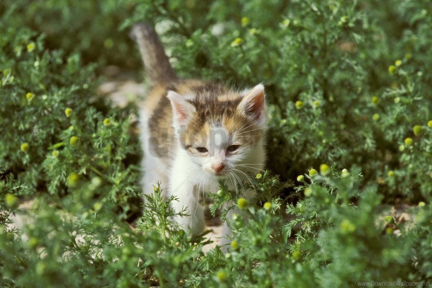 daisies grass kitten wallpaper Isolated Graphic Element in HighResolution PNG