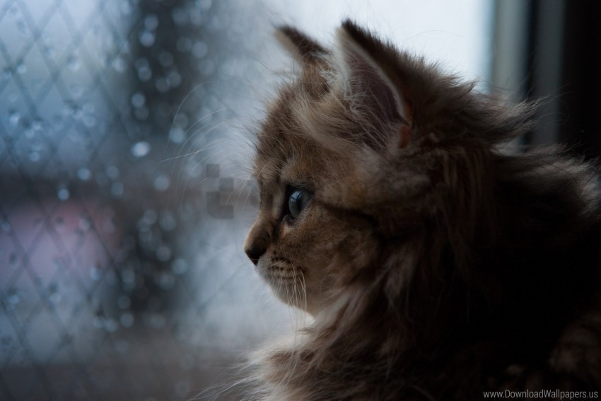 dark face fluffy kitten look wallpaper HighQuality Transparent PNG Isolated Element Detail