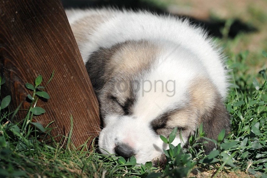 darling face grass puppy sleep wallpaper PNG pictures with no background required