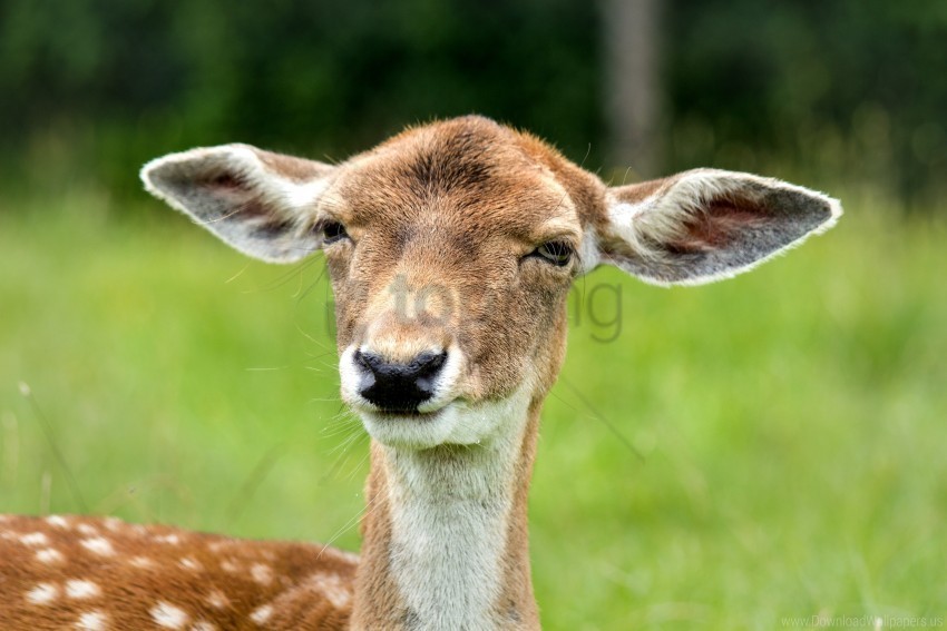 deer ears eyes face wallpaper PNG transparent vectors