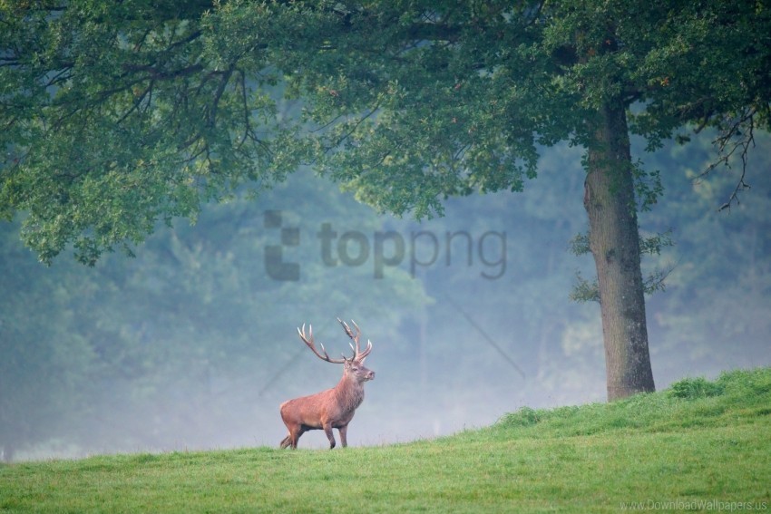 deer fog grass trees walk wallpaper PNG Graphic with Clear Background Isolation