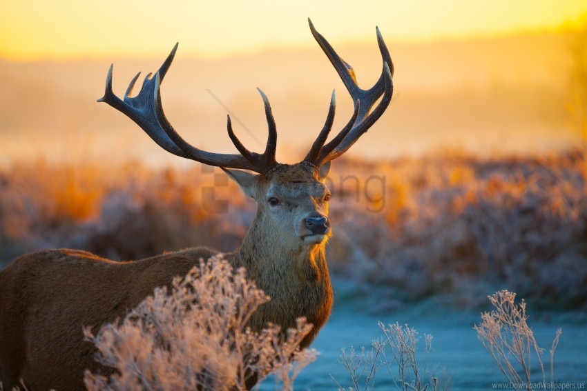 deer horn light sky wallpaper Free download PNG images with alpha channel