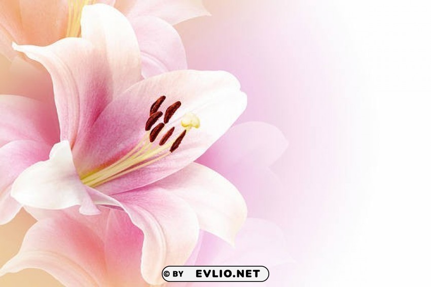 delicate lilium backgroun Isolated Artwork on Transparent PNG