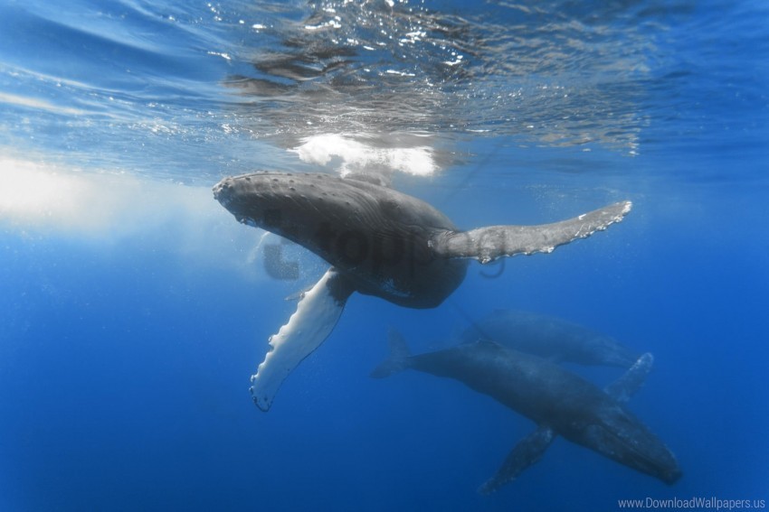depth ocean swim underwater whale wallpaper PNG for web design