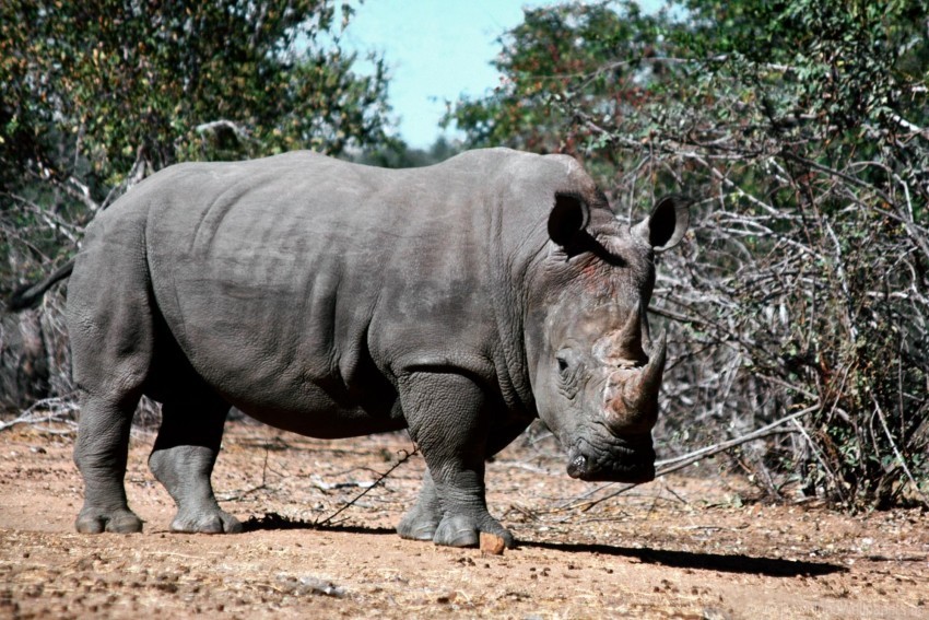 dirt grass rhino shade wallpaper PNG with Clear Isolation on Transparent Background