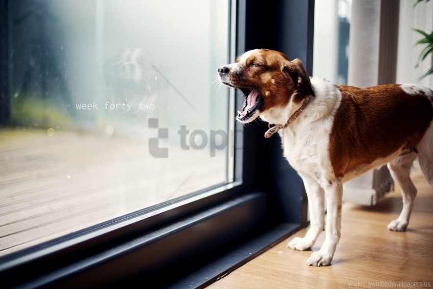 dog door standing yawning wallpaper PNG files with no royalties