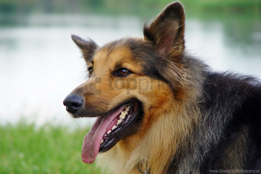 dog down muzzle shepherd wallpaper PNG with Transparency and Isolation