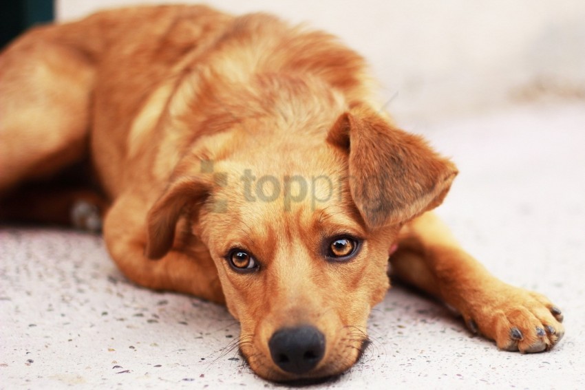 dog down puppy sad sight snout wallpaper Free PNG images with alpha transparency comprehensive compilation