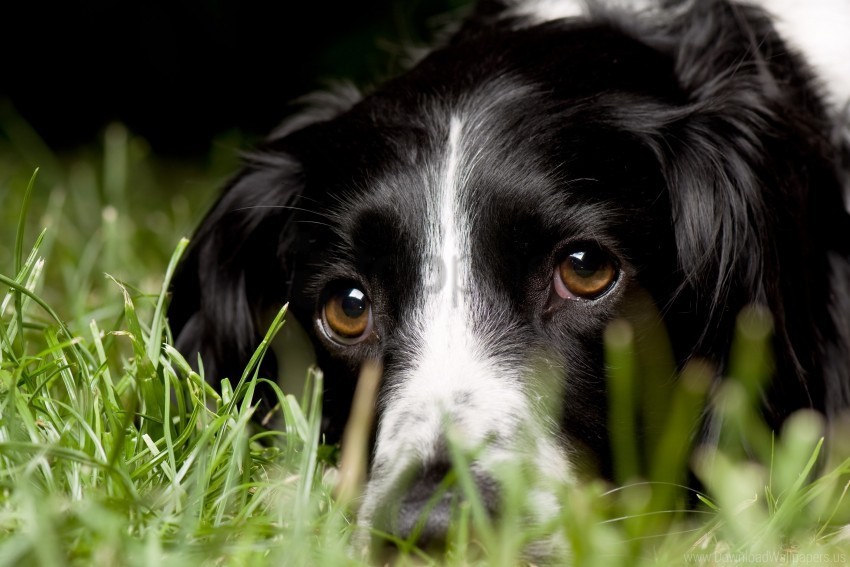 dog english springer spaniel grass look macro wallpaper Clear PNG images free download