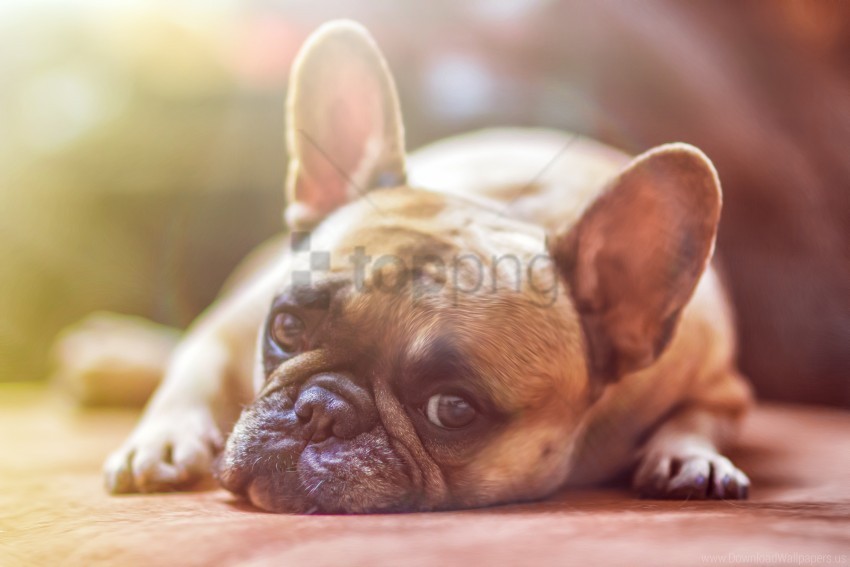 dog eyes face french bulldog sadness wallpaper Transparent background PNG gallery