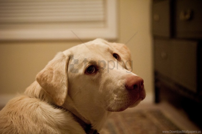 Dog Eyes Face Labrador Wallpaper Transparent PNG Isolated Subject Matter