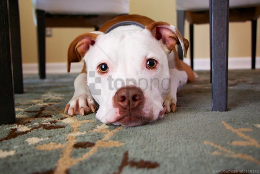 dog eyes face lies wallpaper PNG images with alpha channel diverse selection