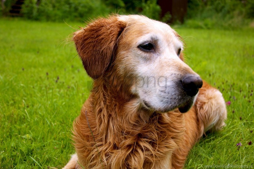 dog eyes face wallpaper Isolated Item in HighQuality Transparent PNG