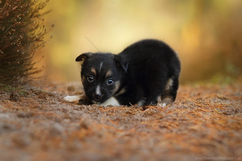 dog eyes grass puppy wallpaper Isolated Character with Clear Background PNG