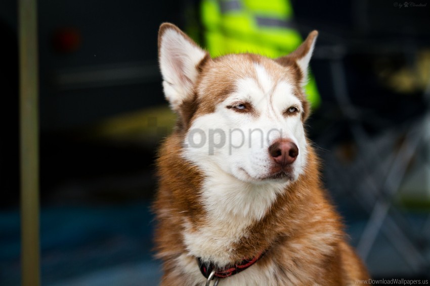 dog eyes husky muzzle spotted wallpaper Transparent PNG graphics archive