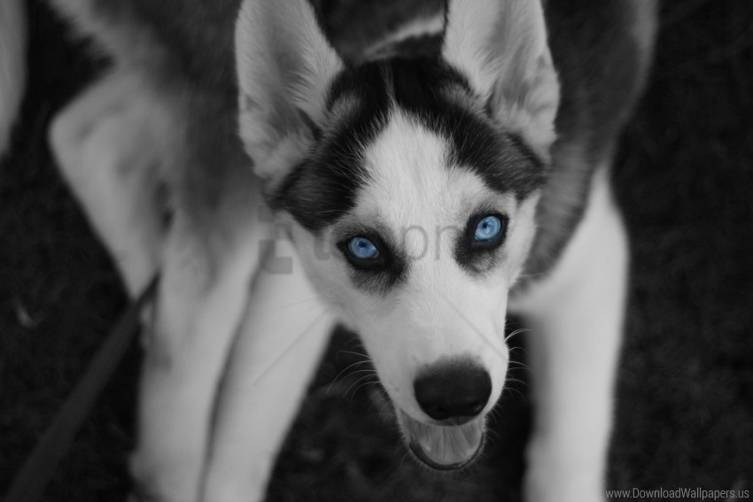 dog eyes husky the north wallpaper PNG Illustration Isolated on Transparent Backdrop