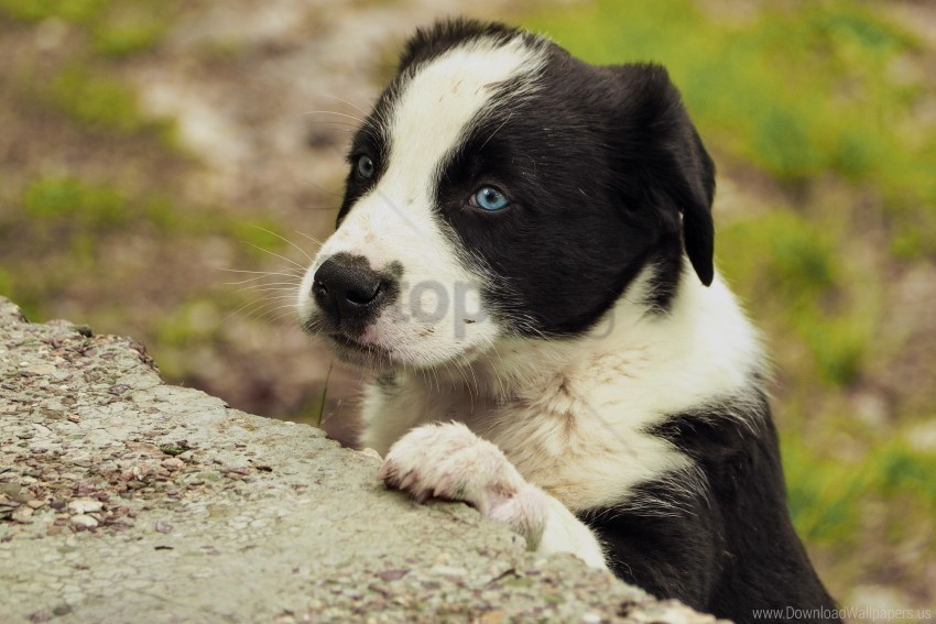 Dog Eyes Muzzle Puppy Wallpaper PNG Isolated Object With Clarity