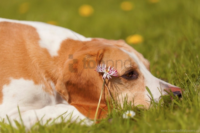 dog face flower grass lie wallpaper PNG images with cutout