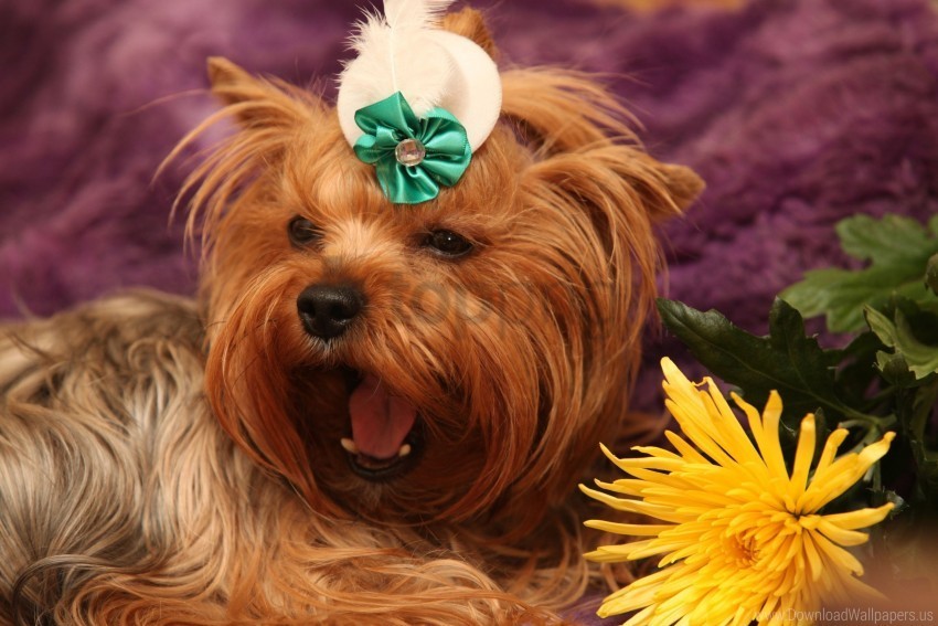 dog face flower yawn yorkshire terrier wallpaper PNG Graphic Isolated with Clear Background