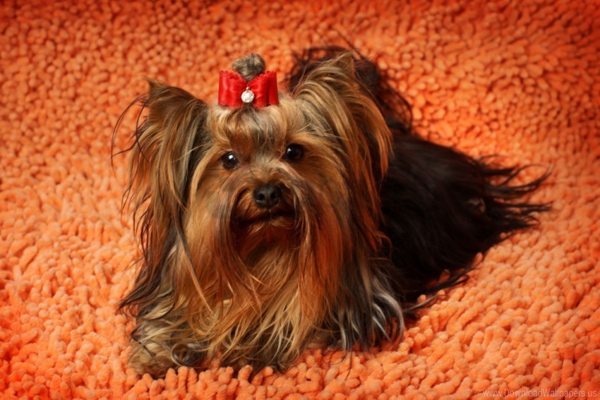 Dog Face Fluffy Yorkshire Terrier Wallpaper Free PNG Images With Alpha Channel Variety