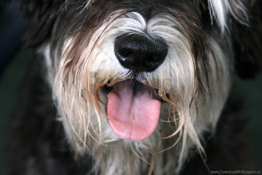 dog face furry tongue wallpaper PNG for digital art