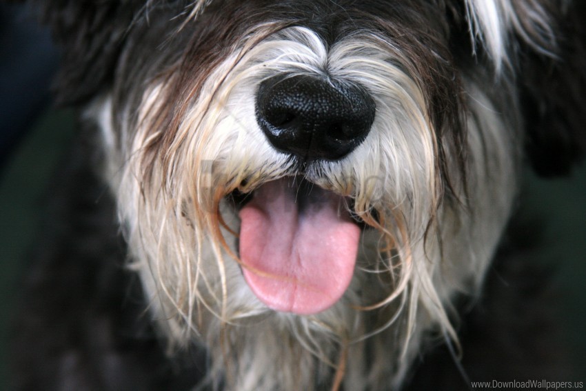 Dog Face Furry Tongue Wallpaper PNG For Digital Art