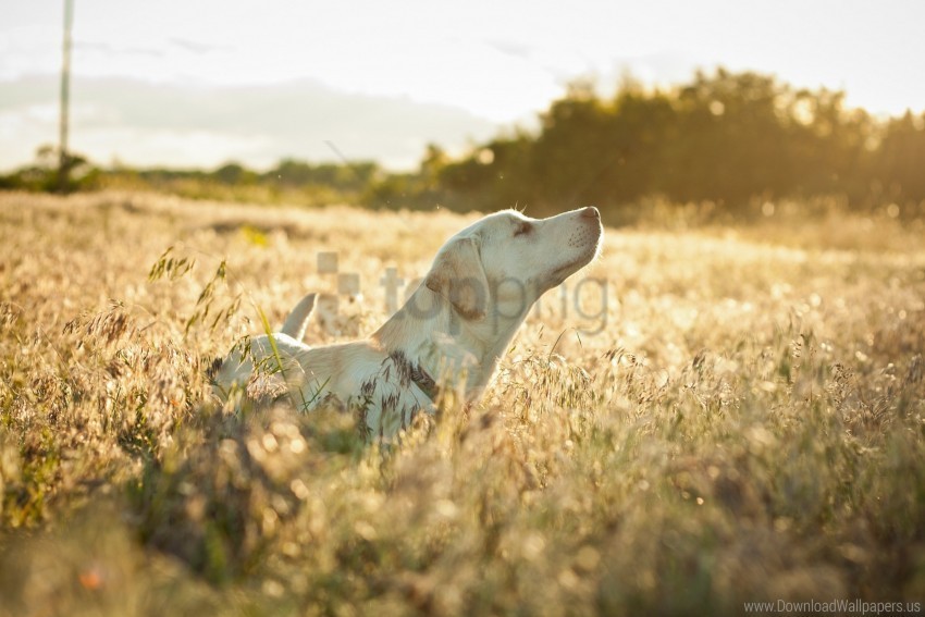 dog face grass labrador sunshine walking wallpaper Free download PNG images with alpha channel diversity