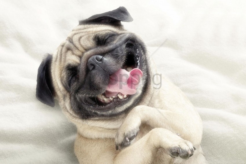 dog face happy protruding tongue pug wallpaper PNG Isolated Design Element with Clarity
