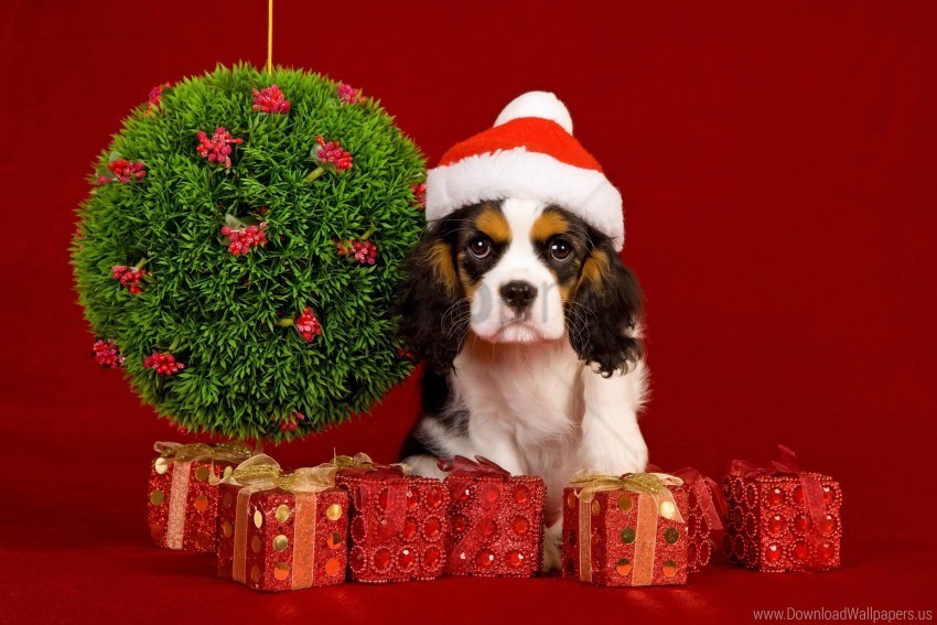 dog face hat holiday toys wallpaper Isolated Subject on HighQuality PNG