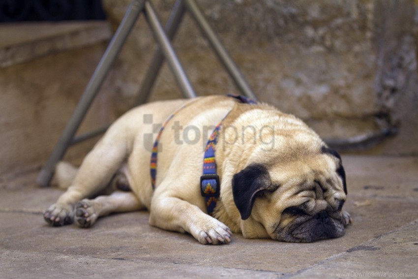 dog face lie pug wallpaper PNG with Isolated Object