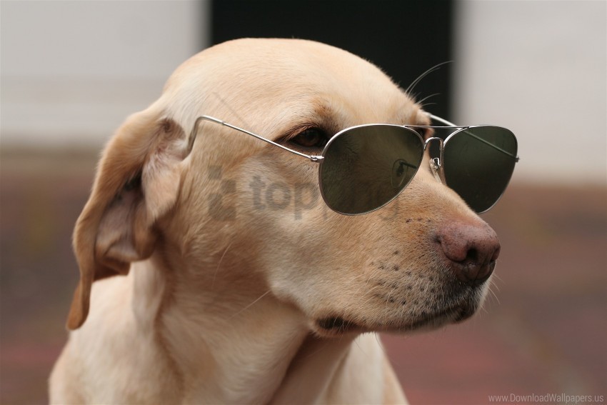 dog face sunglasses wallpaper High-quality PNG images with transparency