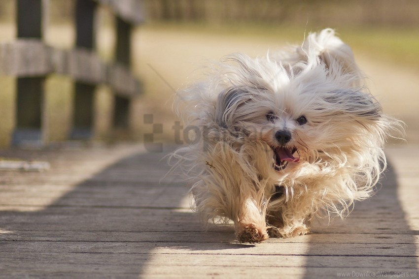 dog fluffy run wallpaper Isolated Artwork in Transparent PNG