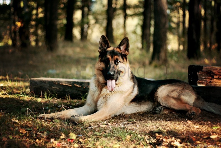 Dog Forest Leaves Sheep Wallpaper High-resolution PNG Images With Transparency Wide Set