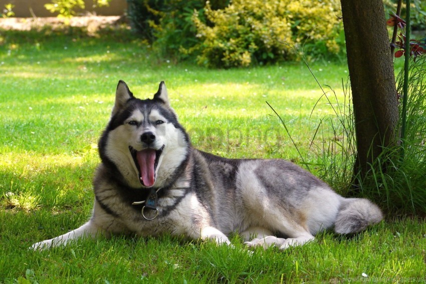 dog friend lay malamute nature wallpaper PNG picture
