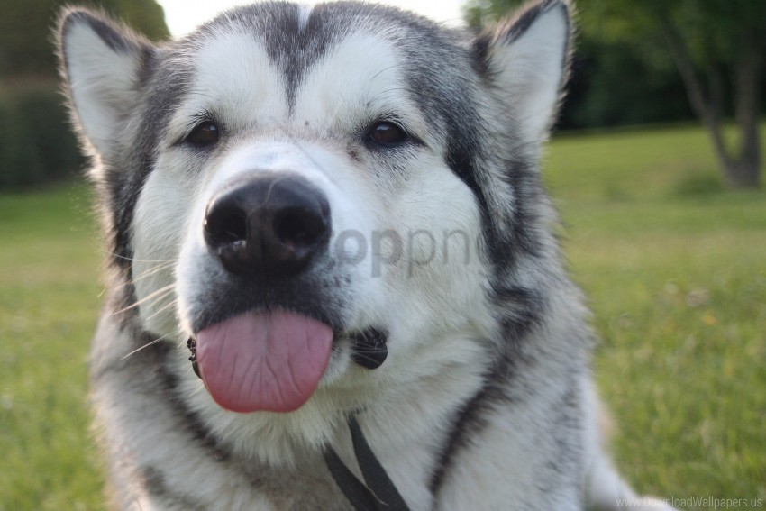 dog funny husky protruding tongue wallpaper PNG graphics
