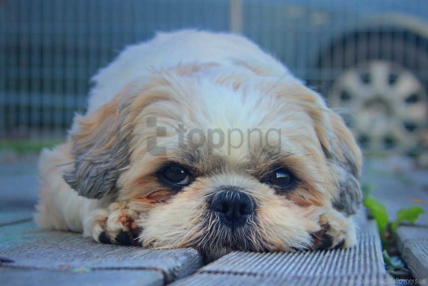 dog furry look muzzle shih tzu wallpaper Isolated Item with Transparent Background PNG