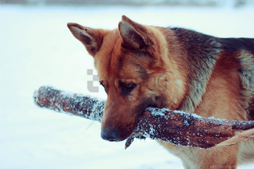 dog german shepherd snow wallpaper PNG images with transparent elements pack