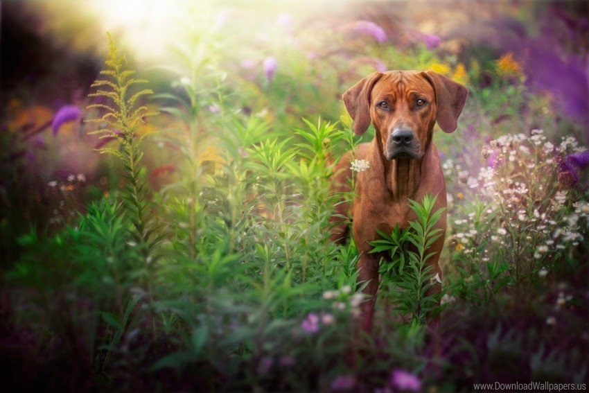 dog glare grass muzzle wallpaper PNG with no registration needed