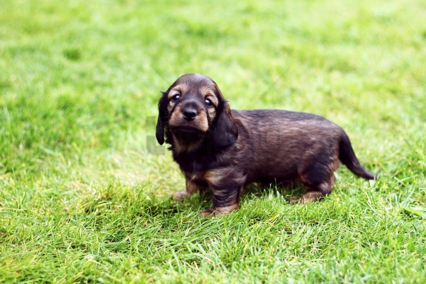 dog grass muzzle puppy wallpaper ClearCut PNG Isolated Graphic