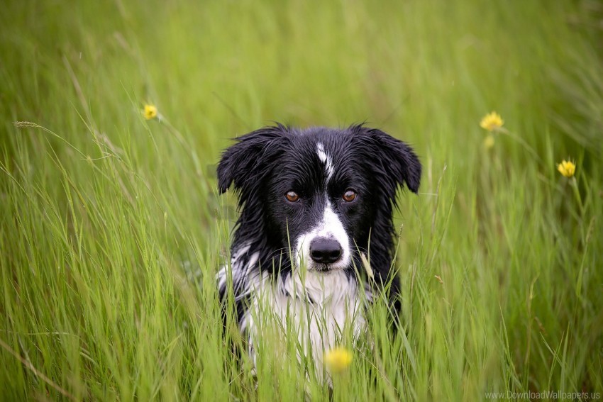 dog grass muzzle spotted wet wallpaper Transparent PNG Isolated Item