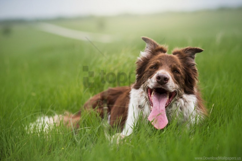 dog grass protruding tongue wallpaper Transparent Background PNG Isolated Art