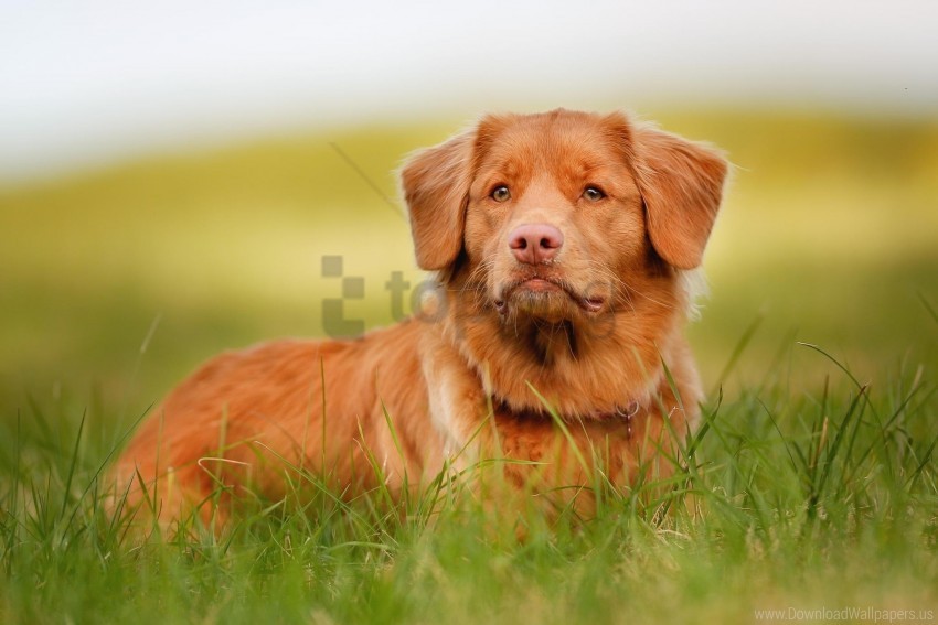dog grass puppy retriever snout wallpaper PNG files with clear background collection