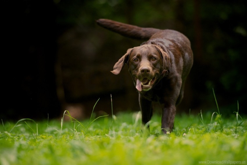 dog grass running walking wallpaper PNG images with transparent elements