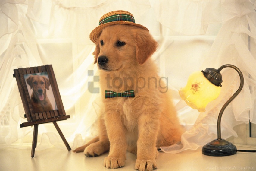 dog hat light portrait wallpaper Free PNG download no background