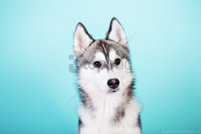 dog husky look wallpaper PNG files with no royalties