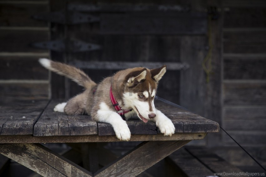 dog husky lying playful puppy wallpaper PNG high resolution free