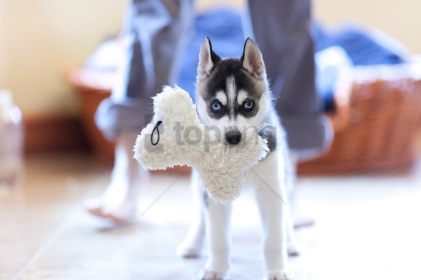 dog husky muzzle puppy wallpaper PNG images with transparent canvas