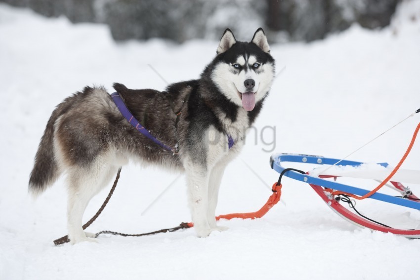 Dog Husky Sled Wallpaper PNG Images Without BG