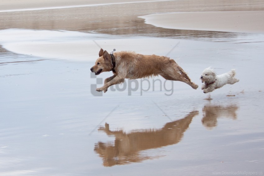 Dog Jump Run Water Wallpaper Clear Background Isolated PNG Object